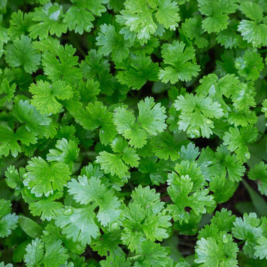 Giant of Italy Parsley Seeds - The Pepper Pantry (Formerly Marie Sharp's)
